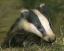 pesky badger's Avatar